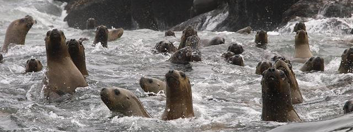 Palomino Islands - Swimming with sea lions from Lima en Lima